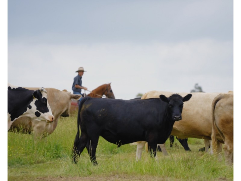 1029 Seaham Road ‘Brandon Grove’, Seaham NSW 2324