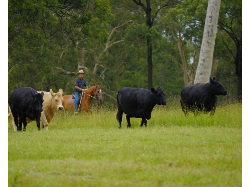 1029 Seaham Road ‘Brandon Grove’, Seaham NSW 2324