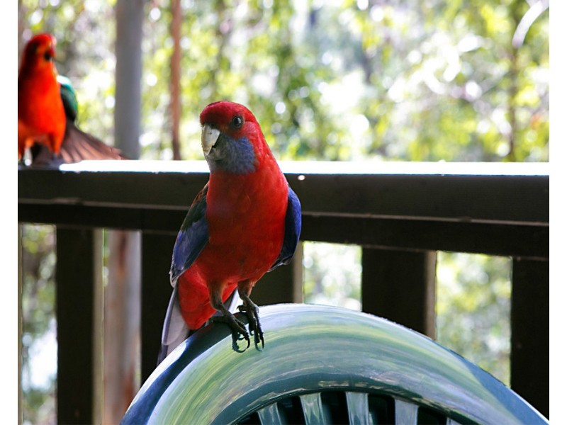 Cabin 16 17/ 2940 Salisbury Road, Salisbury via, Dungog NSW 2420