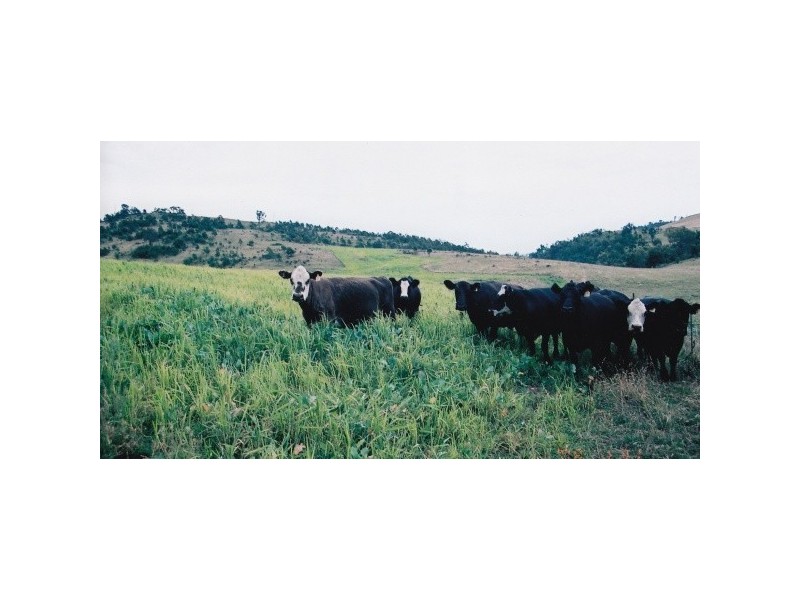 “Eden Springs” 3102 Wombeyan Caves Rd, Bullio NSW 2575