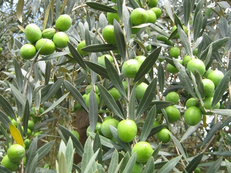 780 Forbes River Road, Birdwood NSW 2446