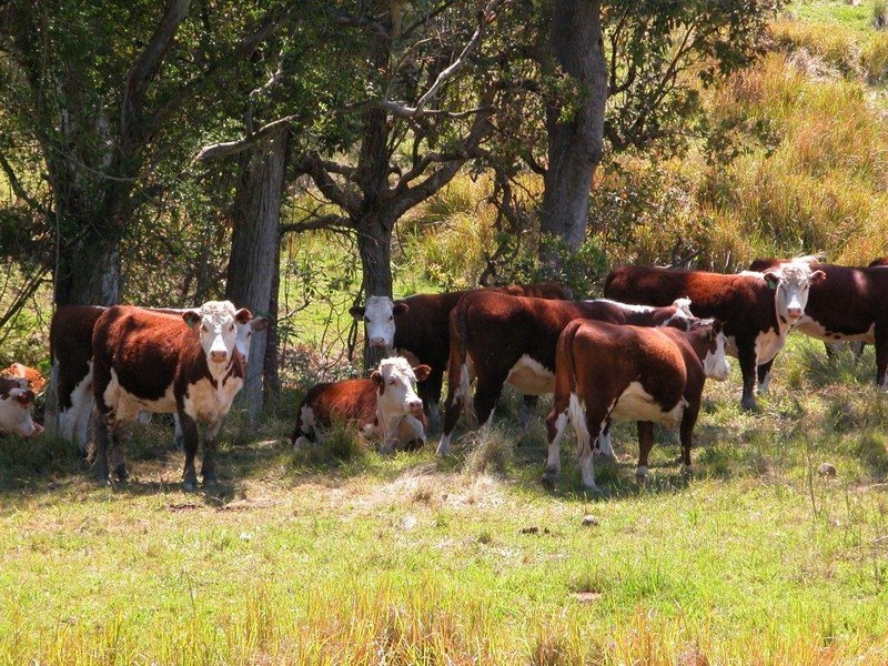 Lot 21 Bakers Creek Road, Gloucester NSW 2422