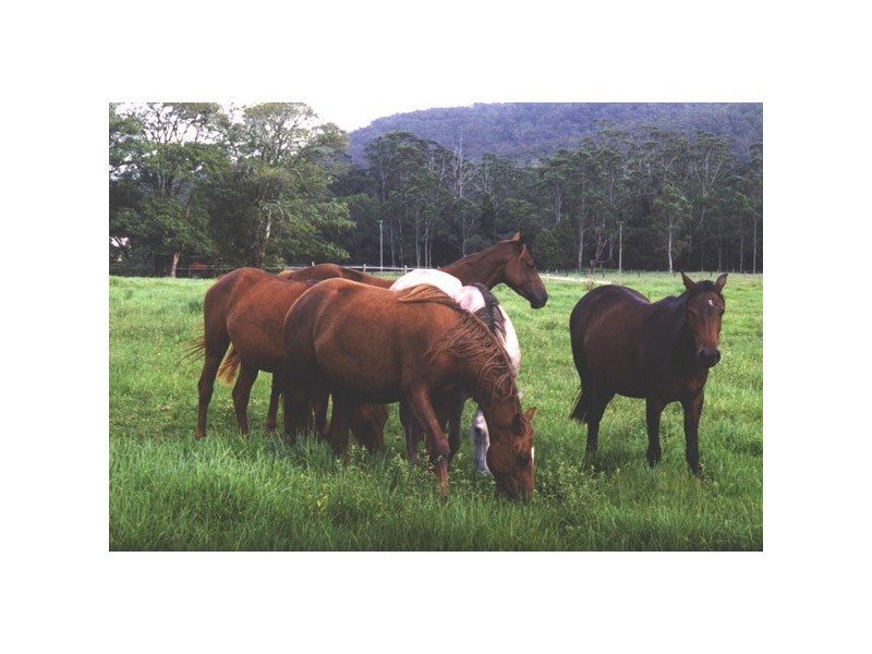 LOTS 3 and 103 Yarramalong Road, Wyong NSW 2259