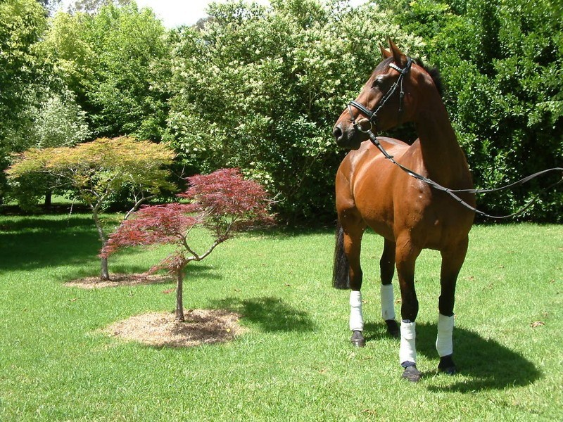 170 Russell Lane, Oakdale NSW 2570