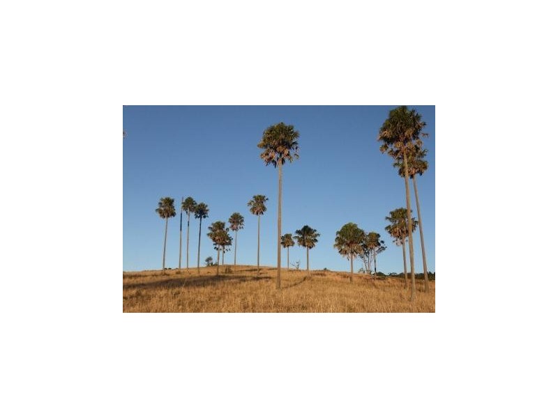 Lots 57 and 58 Upper Bo Bo Road, Brooklana NSW 2450