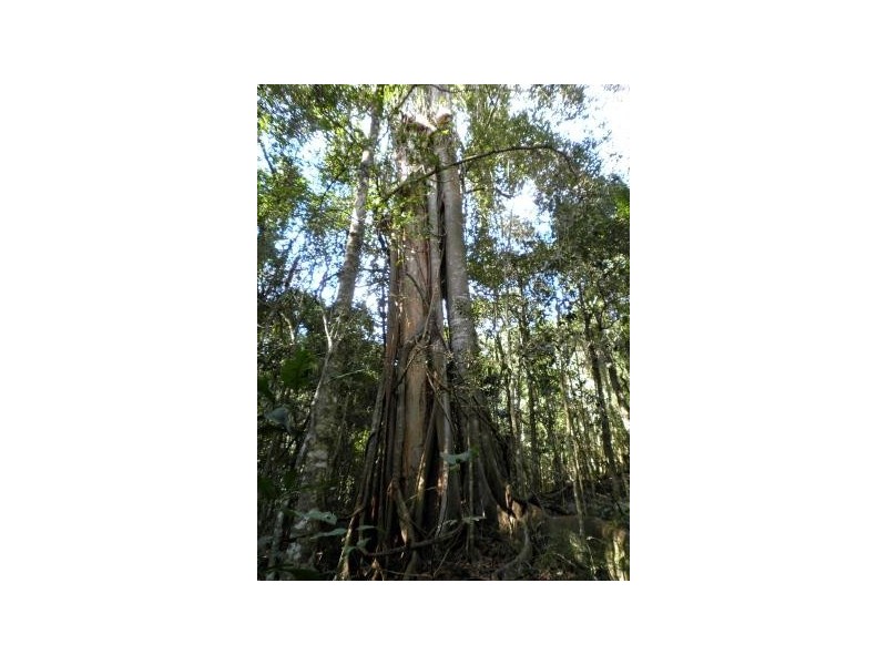 108 Brewers Road, Flat Tops NSW 2420