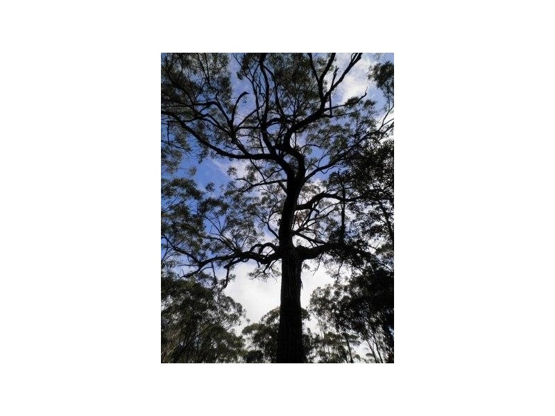 108 Brewers Road, Flat Tops NSW 2420