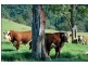 Lot 22 Bakers Creek Road, Gloucester NSW 2422