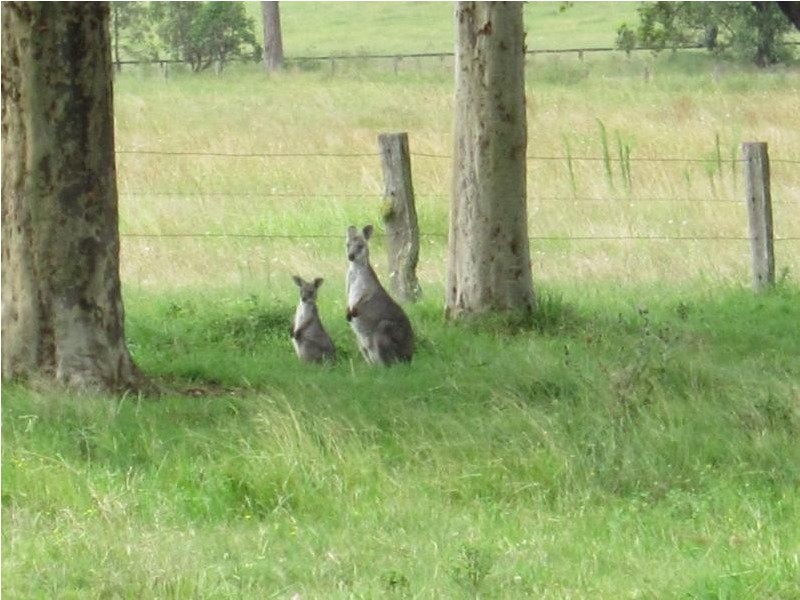 Lot 2, 433 Gresford Road, Paterson NSW 2421