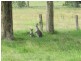 Lot 1, 433 Gresford Road, Paterson NSW 2421
