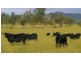 Lot 1, 433 Gresford Road, Paterson NSW 2421