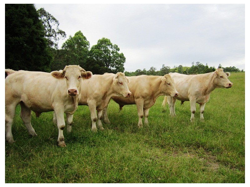 180 Wattle Tree Road, Dungog NSW 2420