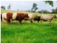 180 Wattle Tree Road, Dungog NSW 2420