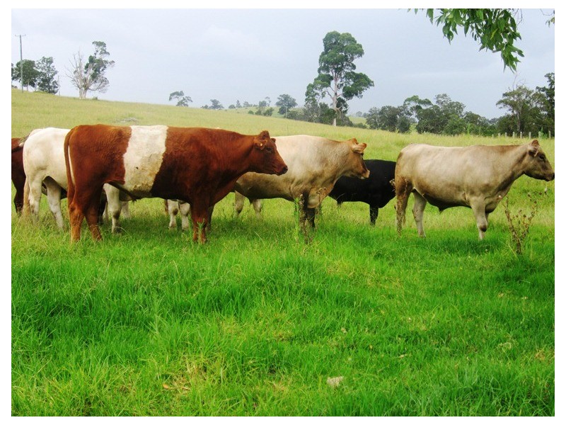 180 Wattle Tree Road, Dungog NSW 2420