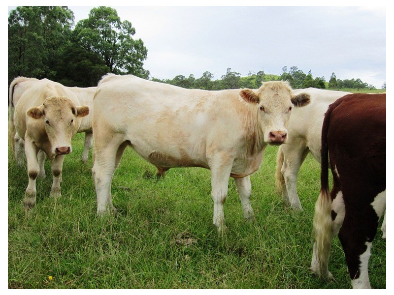 180 Wattle Tree Road, Dungog NSW 2420