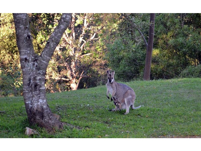 143 Phillips Road, Waukivory NSW 2422