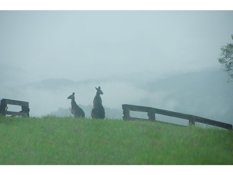 143 Phillips Road, Waukivory NSW 2422