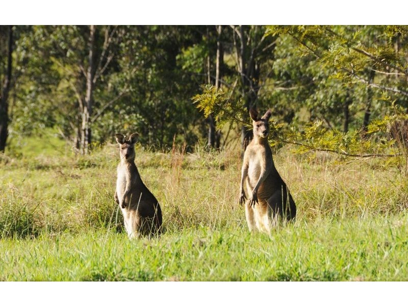 143 Phillips Road, Waukivory NSW 2422