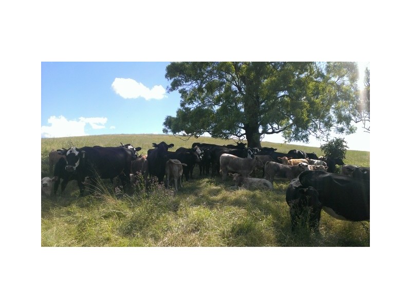 1005 Summer Hill Rd, Vacy NSW 2421