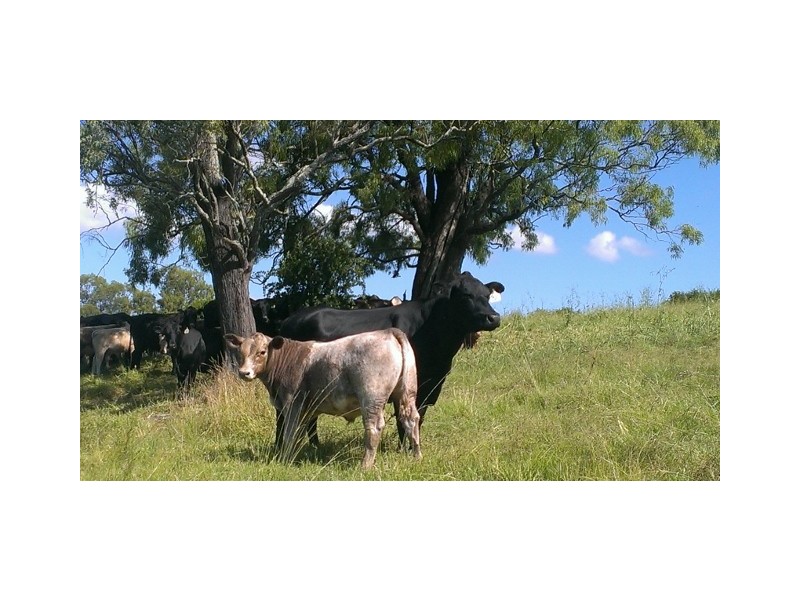 1005 Summer Hill Rd, Vacy NSW 2421