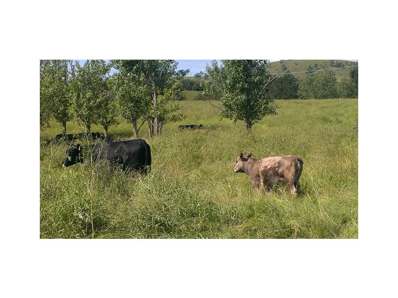 1005 Summer Hill Rd, Vacy NSW 2421