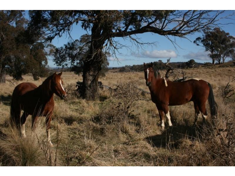 Lot 3 Callemondah Road, Shannons Flat NSW 2630