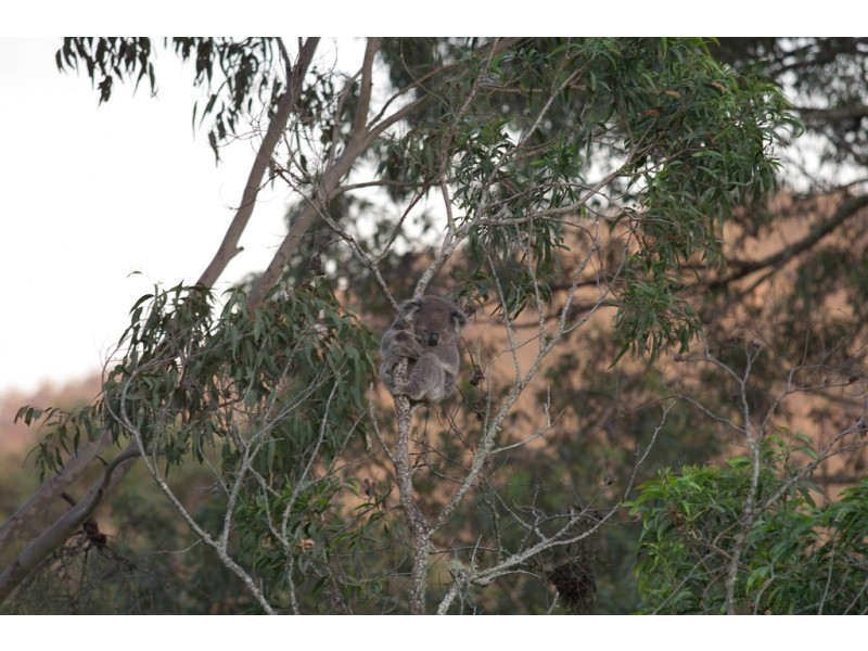 466 Pinebrush Road, Dungog NSW 2420