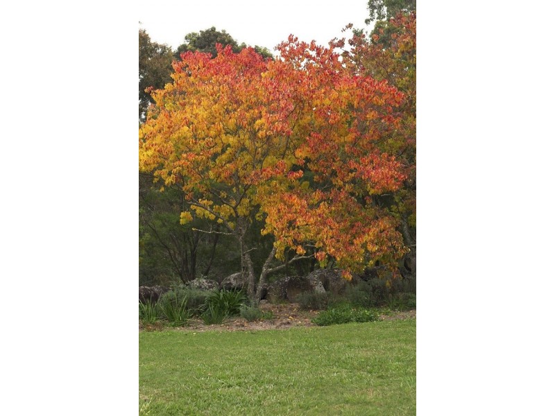 466 Pinebrush Road, Dungog NSW 2420