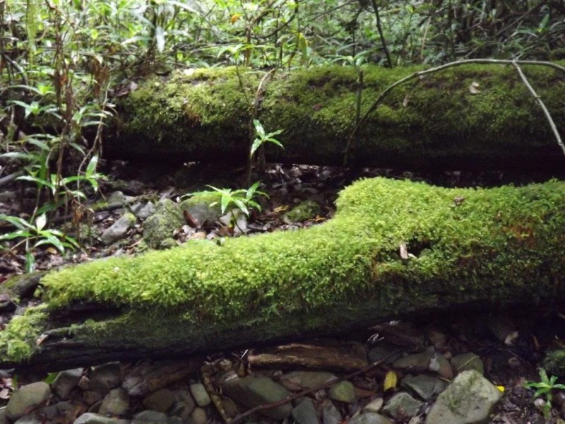 Lot 126 Scone Rd, Gloucester NSW 2422