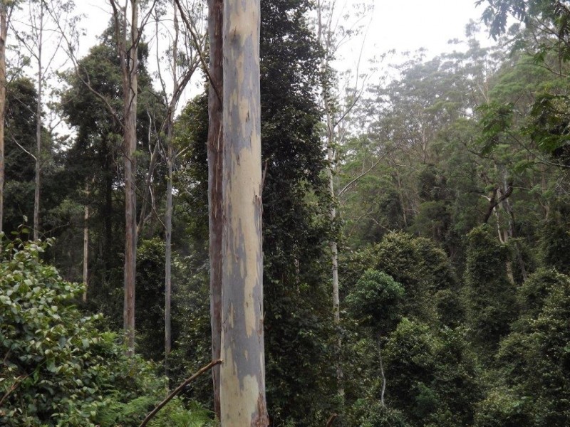 Lot 126 Scone Rd, Gloucester NSW 2422