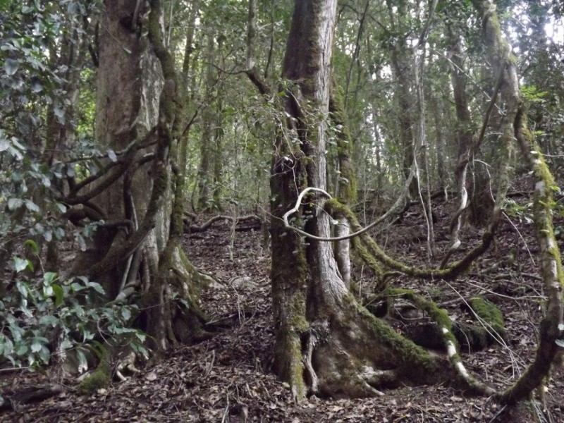 Lot 126 Scone Rd, Gloucester NSW 2422