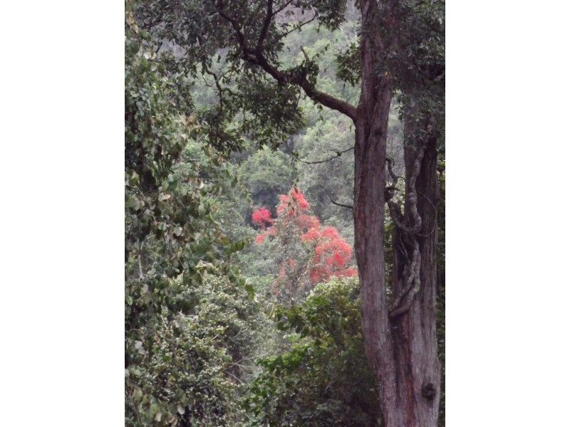 Lot 126 Scone Rd, Gloucester NSW 2422