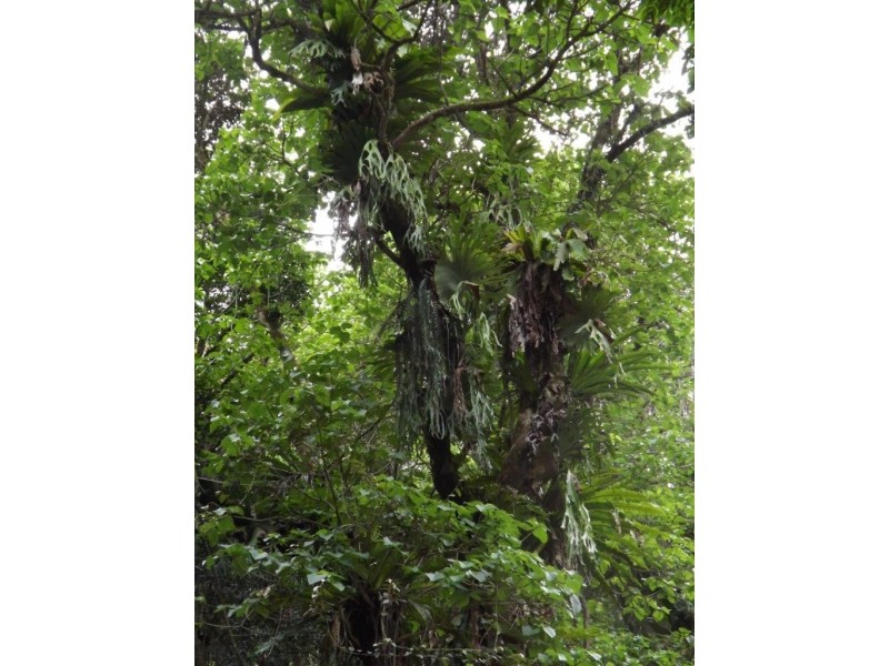 Lot 126 Scone Rd, Gloucester NSW 2422