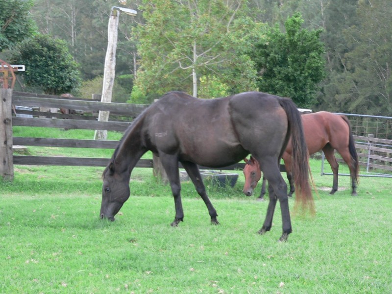 1312 Chichester Road, Dungog NSW 2420