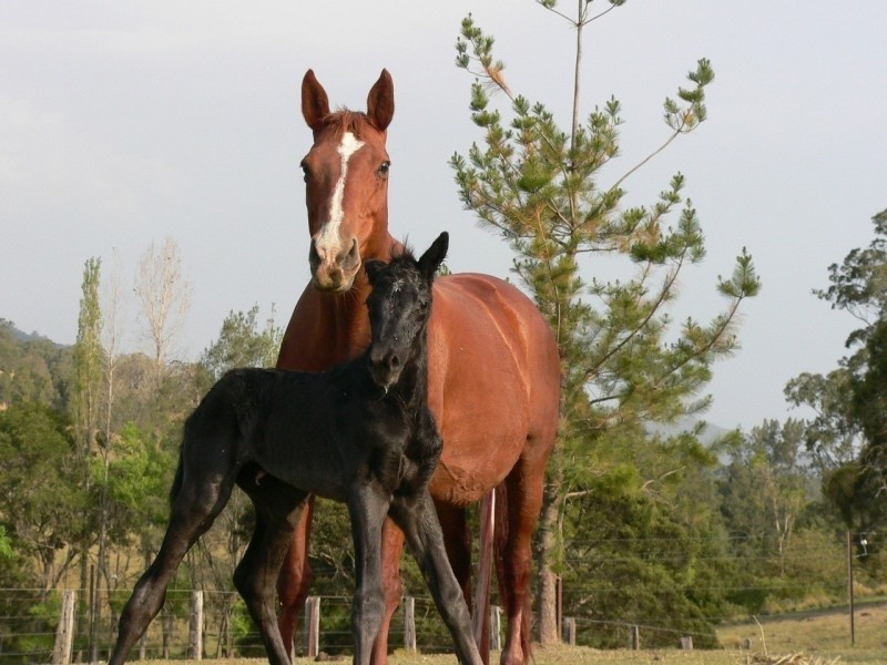 1312 Chichester Road, Dungog NSW 2420