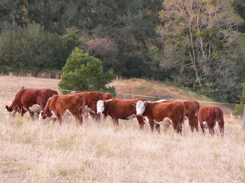 1312 Chichester Road, Dungog NSW 2420