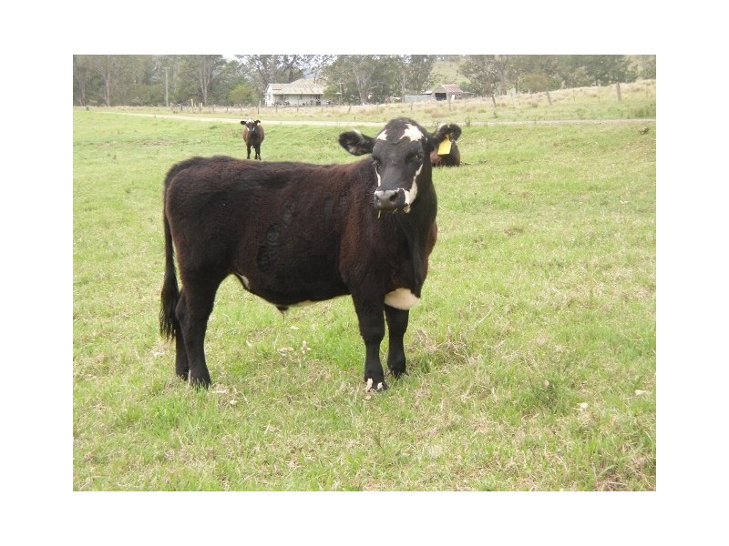 312-370 Upper Monkerai  Road, Dungog NSW 2420