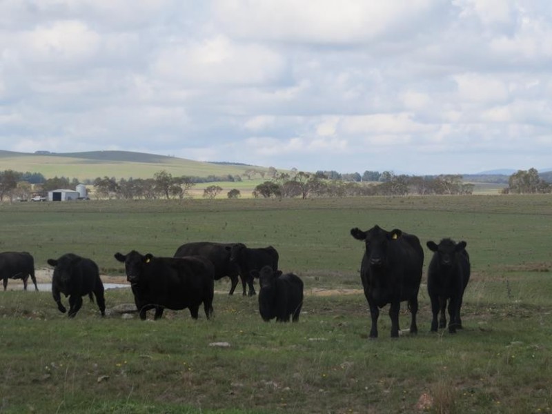 3554 Mayfield Road, Tarago NSW 2580