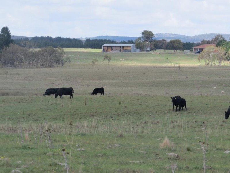 3554 Mayfield Road, Tarago NSW 2580