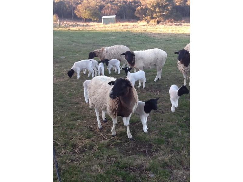 524 Jerrara Road, Marulan NSW 2579