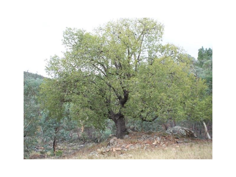 Lot 20 Carinya Estate, Boorowa NSW 2586