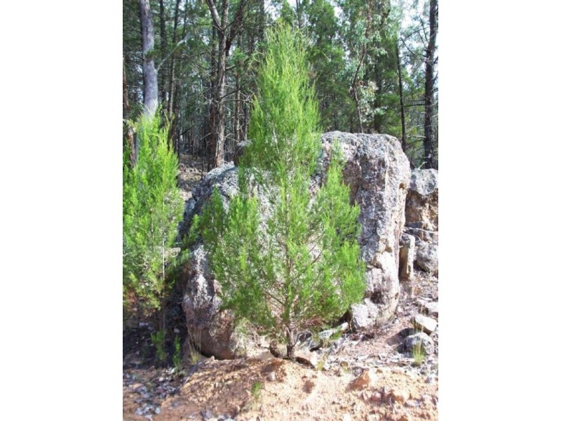 Lot 20 Carinya Estate, Boorowa NSW 2586