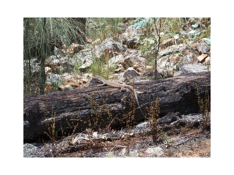 Lot 20 Carinya Estate, Boorowa NSW 2586