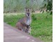 380 Old Coowong Road,, Canyonleigh NSW 2577