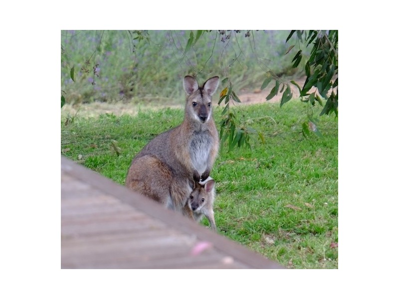 380 Old Coowong Road,, Canyonleigh NSW 2577