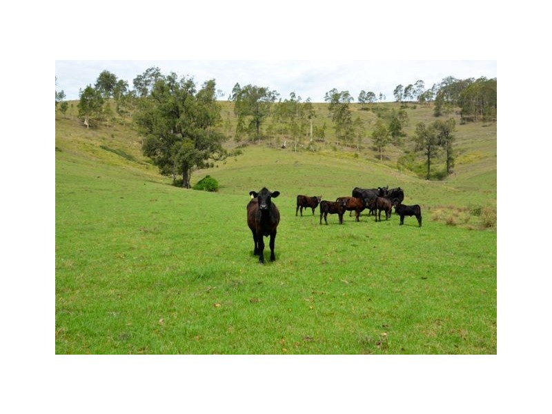 246 Alison Road, Dungog NSW 2420