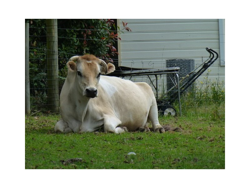 8 Ferndale Road, Bundanoon NSW 2578