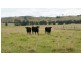 223 Hanleys Creek Road, Dungog NSW 2420