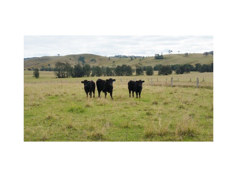 223 Hanleys Creek Road, Dungog NSW 2420