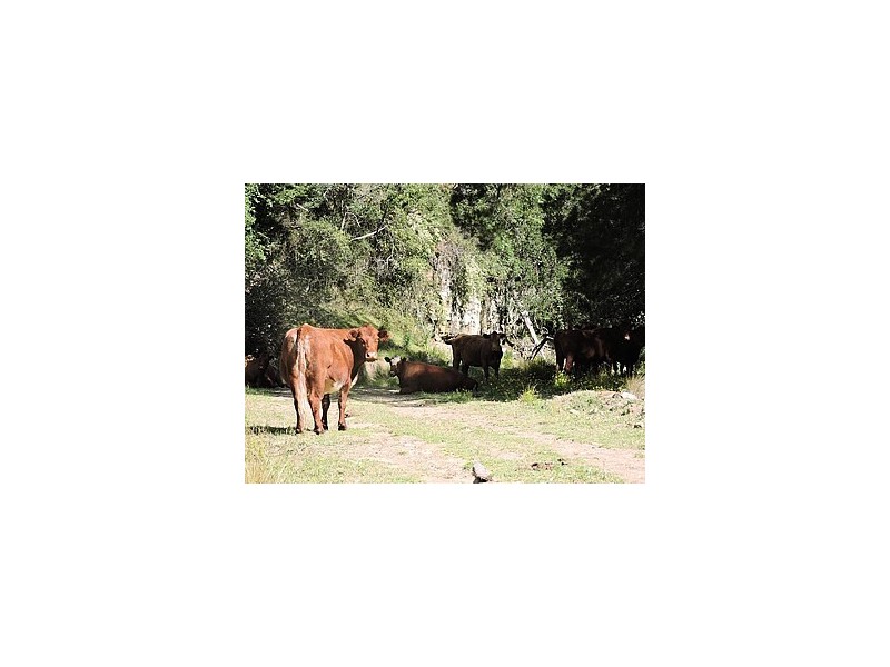 Lot 58/105 Carrowbrook Road, Singleton NSW 2330